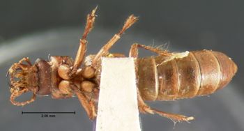 Media type: image;   Entomology 6523 Aspect: habitus ventral view
